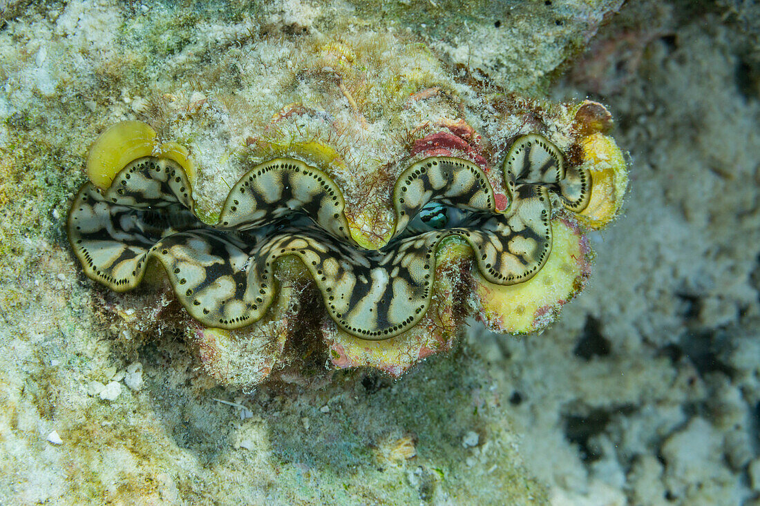 Riesige Tridacna-Muscheln, Gattung Tridacna, in den flachen Riffen vor Port Airboret, Raja Ampat, Indonesien, Südostasien, Asien