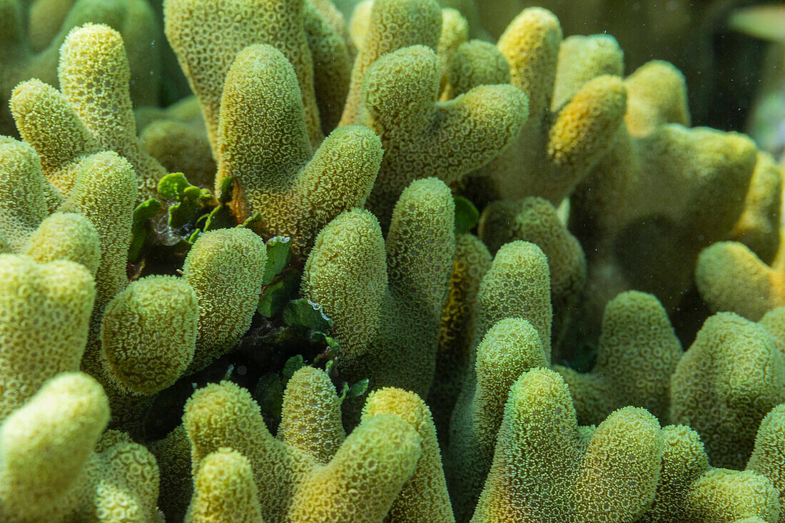 Nahaufnahme von Korallenpolypen, das Hausriff bei Murex Bangka, Bangka Island, nahe Manado Sulawesi, Indonesien, Südostasien, Asien