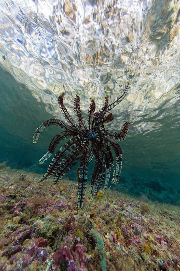 Crinoid from the Family Mariametridae, in the shallow reefs off Freewin Wall, near Waigeo Island, Raja Ampat, Indonesia, Southeast Asia, Asia\n