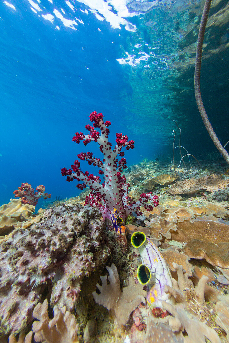 Soft coral from the Genus Scleronephthya in the shallow waters off Waigeo Island, Raja Ampat, Indonesia, Southeast Asia, Asia\n