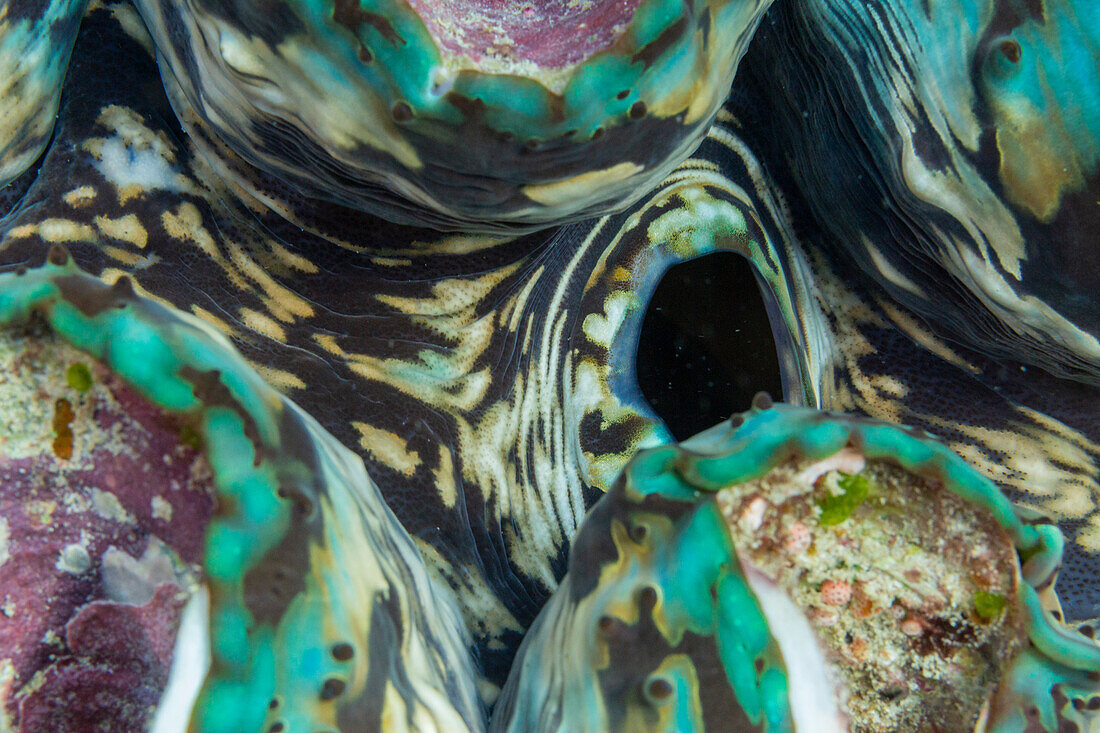 Riesige Tridacna-Muscheln, Gattung Tridacna, in den flachen Riffen vor den Äquatorinseln, Raja Ampat, Indonesien, Südostasien, Asien