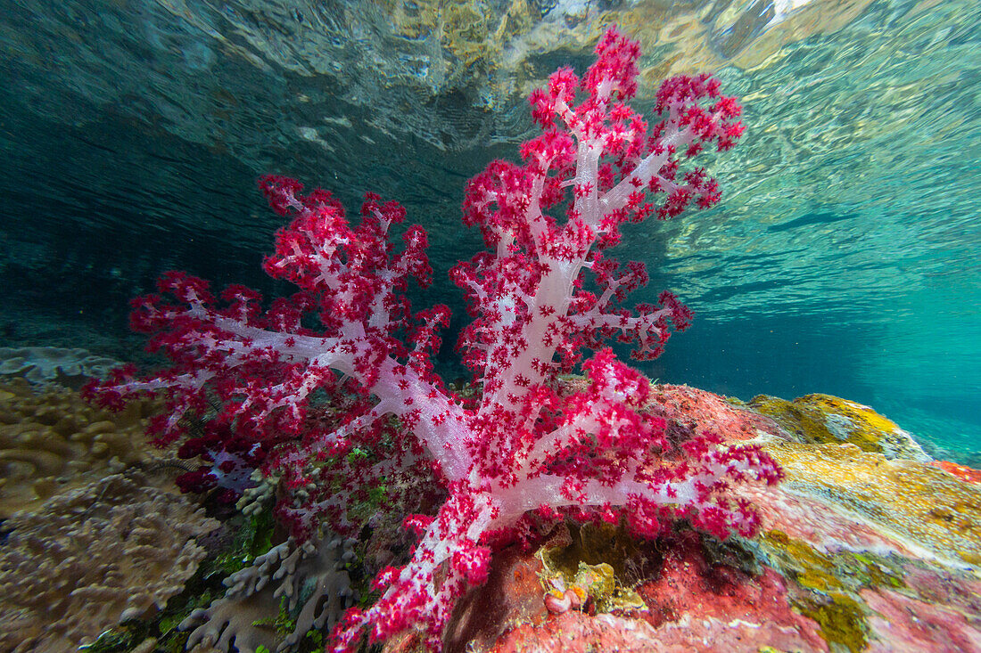 Soft coral from the Genus Scleronephthya in the shallow waters off Waigeo Island, Raja Ampat, Indonesia, Southeast Asia, Asia\n