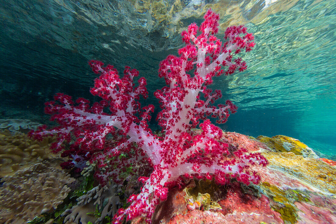 Weichkoralle der Gattung Scleronephthya in den flachen Gewässern vor der Insel Waigeo, Raja Ampat, Indonesien, Südostasien, Asien