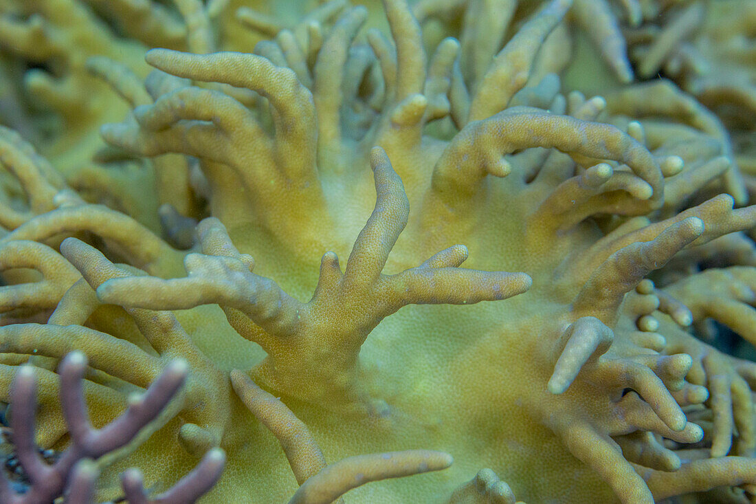 Close up of coral polyps, the house reef at Kawe Island, Raja Ampat, Indonesia, Southeast Asia, Asia\n