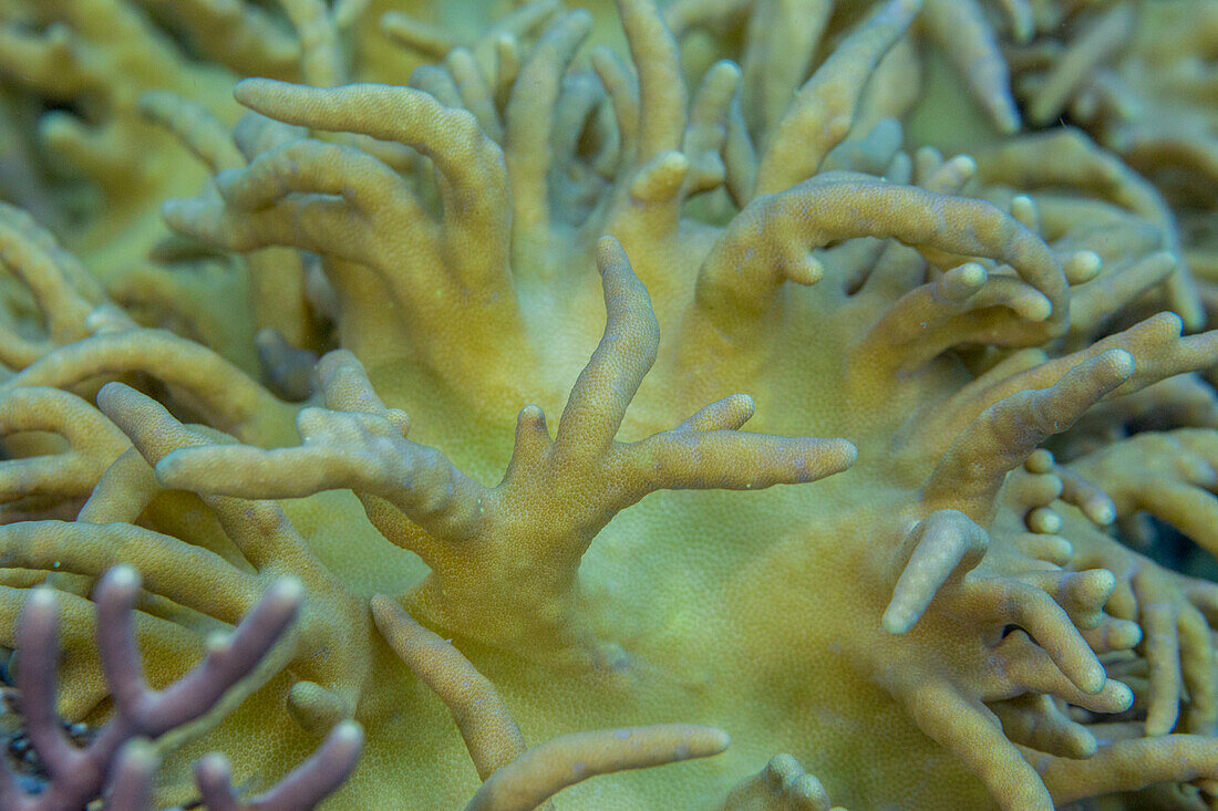Nahaufnahme von Korallenpolypen, das Hausriff auf Kawe Island, Raja Ampat, Indonesien, Südostasien, Asien