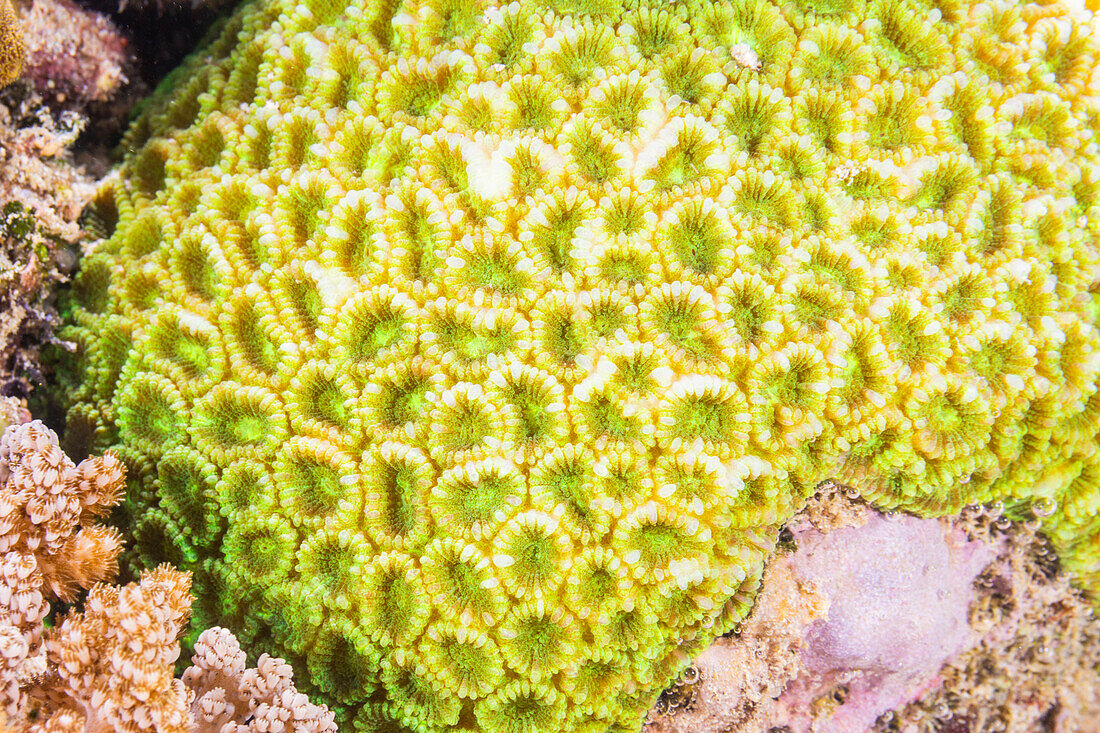 Nahaufnahme von Korallenpolypen im Hausriff von Murex Bangka, Bangka Island, nahe Manado Sulawesi, Indonesien, Südostasien, Asien