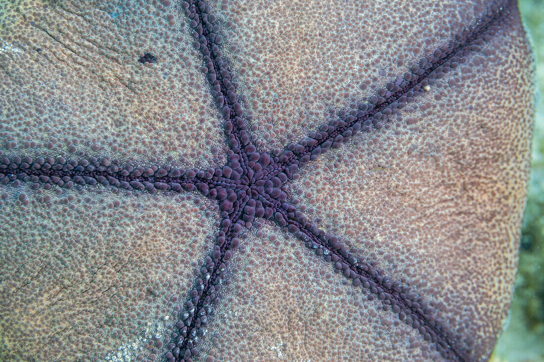 Kissenstern (Culcita novaeguineae), im flachen Geröll vor der Insel Kri, Raja Ampat, Indonesien, Südostasien, Asien