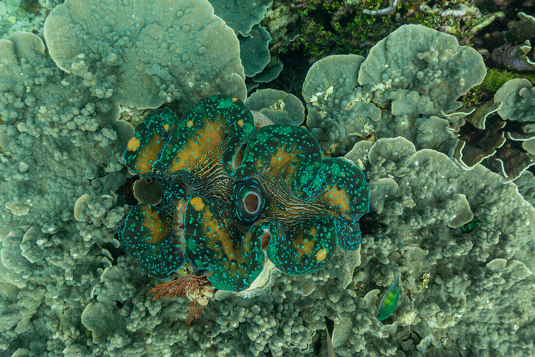 Giant Tridacna clams, genus Tridacna, in the shallow reefs off Wayag Bay, Raja Ampat, Indonesia, Southeast Asia, Asia\n