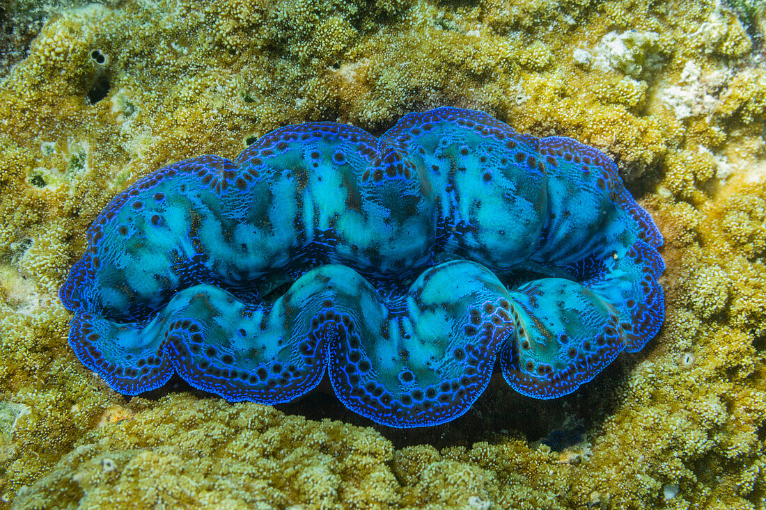 Giant Tridacna clams, genus Tridacna, in the shallow reefs off Port Airboret, Raja Ampat, Indonesia, Southeast Asia, Asia\n