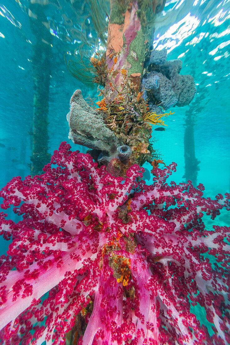 Weichkoralle der Gattung Scleronephthya in den flachen Gewässern vor dem Arborek-Riff, Raja Ampat, Indonesien, Südostasien, Asien