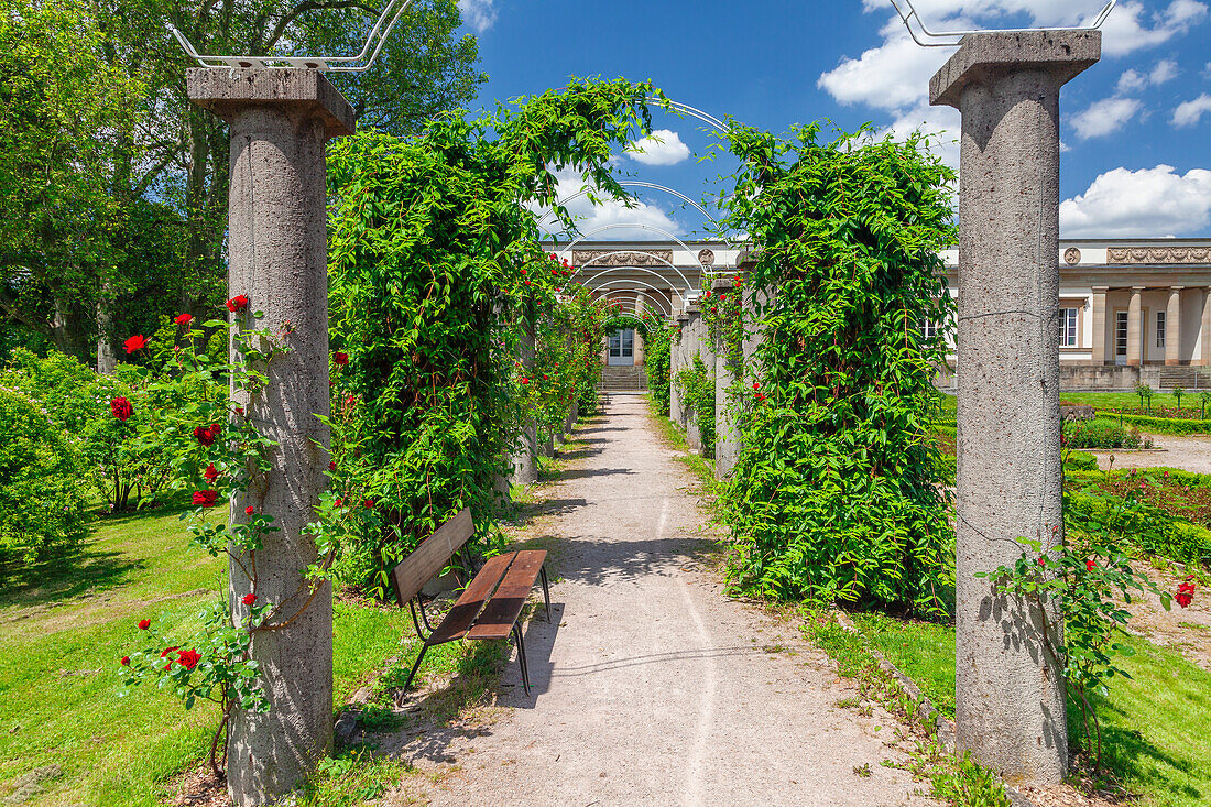 Rose garden at Rosenstein Palace, Rosenstein Park, Stuttgart, Baden-Wurttemberg, Germany, Europe\n