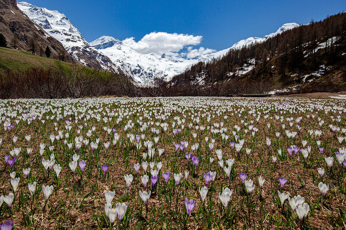 Colorful crocus in bloom flowering in meadows in spring, Fedoz valley, Bregaglia, Engadine, Canton of Graubunden, Switzerland, Europe\n
