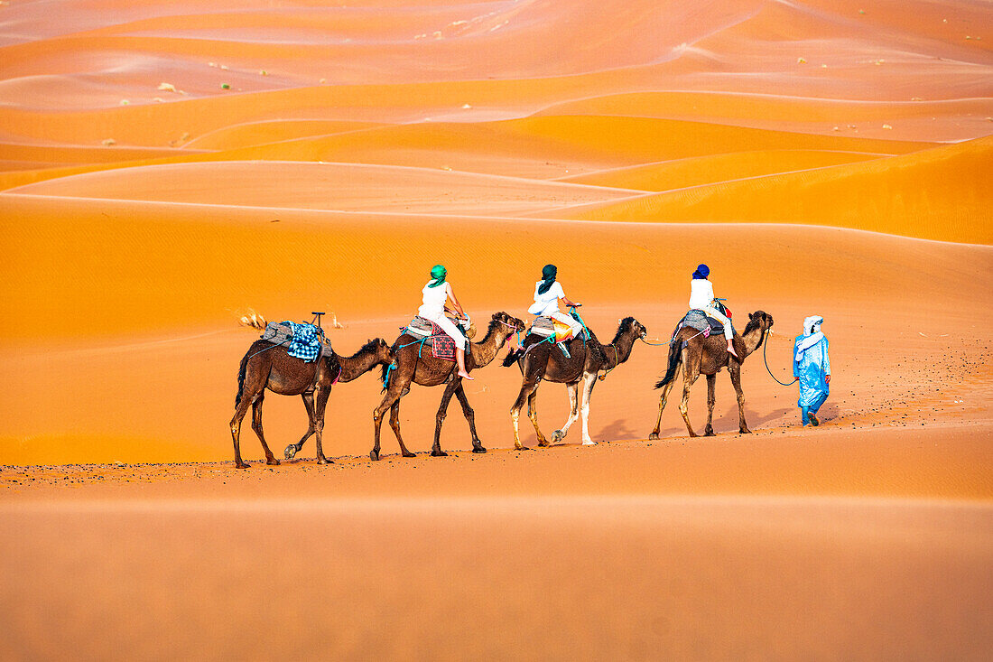 Tuareg man leading a camel train of tourists on the sand dunes of Erg Chebbi, Merzouga, Sahara Desert, Morocco, North Africa, Africa\n