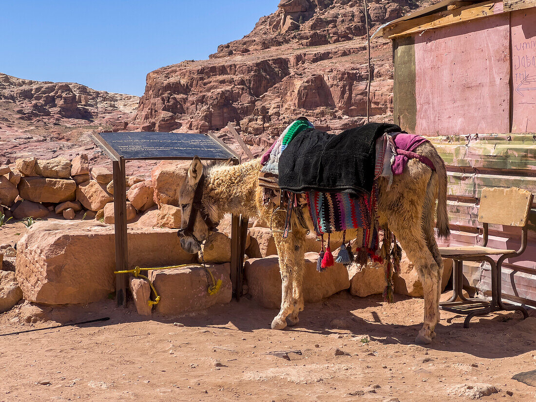 Esel im archäologischen Park von Petra, UNESCO-Weltkulturerbe, eines der sieben neuen Weltwunder, Petra, Jordanien, Naher Osten