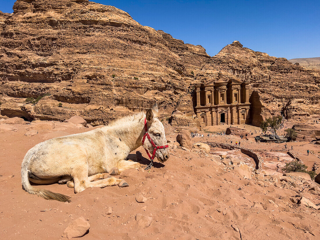 Donkey resting above the Petra Monastery (Al Dayr), Petra Archaeological Park, UNESCO World Heritage Site, one of the New Seven Wonders of the World, Petra, Jordan, Middle East\n