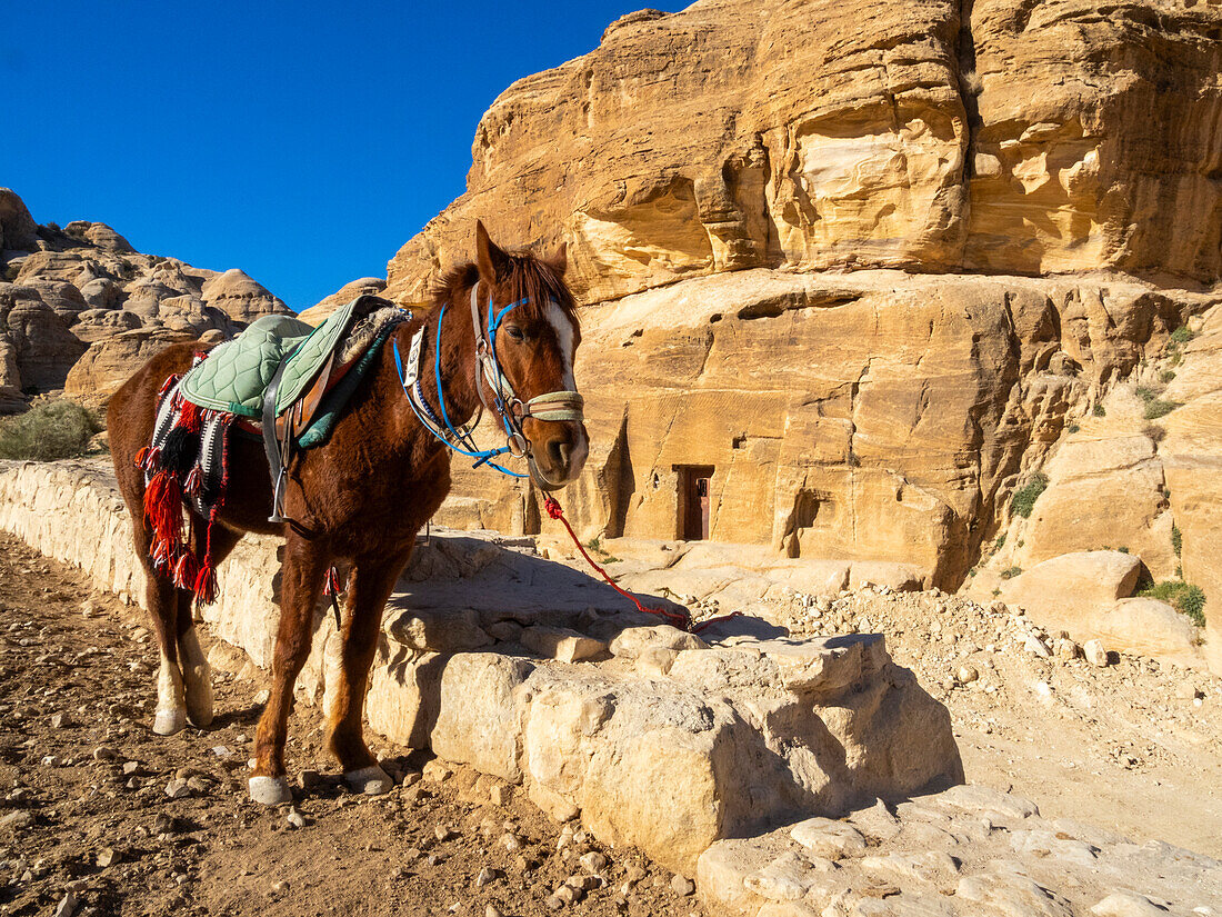 Jordanian horse, Petra Archaeological Park, UNESCO World Heritage Site, one of the New Seven Wonders of the World, Petra, Jordan, Middle East\n