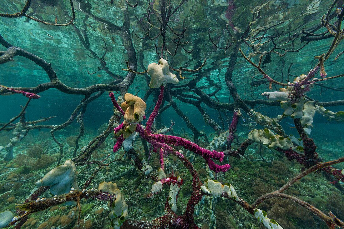 Unterwasseransicht der flachen Mangroven vor der Insel Bangka, vor der nordöstlichen Spitze von Sulawesi, Indonesien, Südostasien, Asien