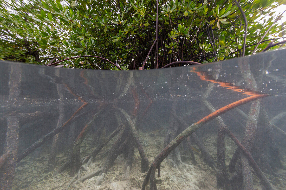 Above/below view of the shallow mangroves off Bangka Island, off the northeastern tip of Sulawesi, Indonesia, Southeast Asia, Asia\n