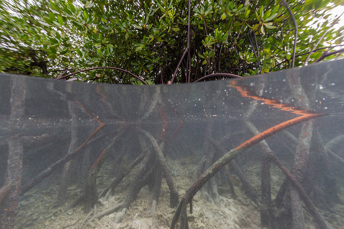 Blick von oben/unten auf die flachen Mangroven vor der Insel Bangka, vor der nordöstlichen Spitze von Sulawesi, Indonesien, Südostasien, Asien