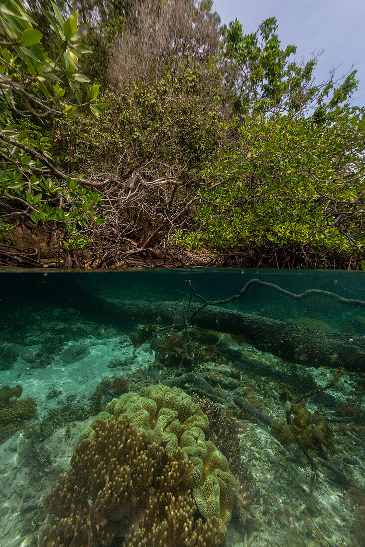 Above/below view of the shallow mangroves off Bangka Island, off the northeastern tip of Sulawesi, Indonesia, Southeast Asia, Asia\n