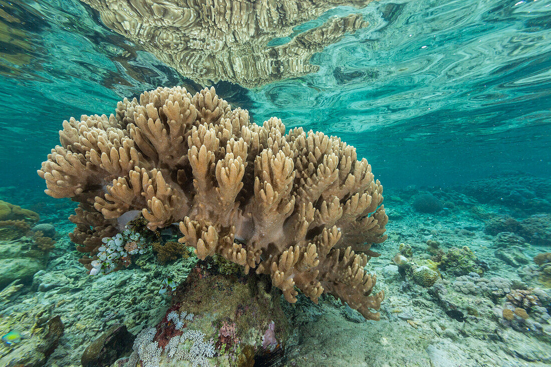 Corals in the crystal clear water in the shallow reefs off Bangka Island, off the northeastern tip of Sulawesi, Indonesia, Southeast Asia, Asia\n