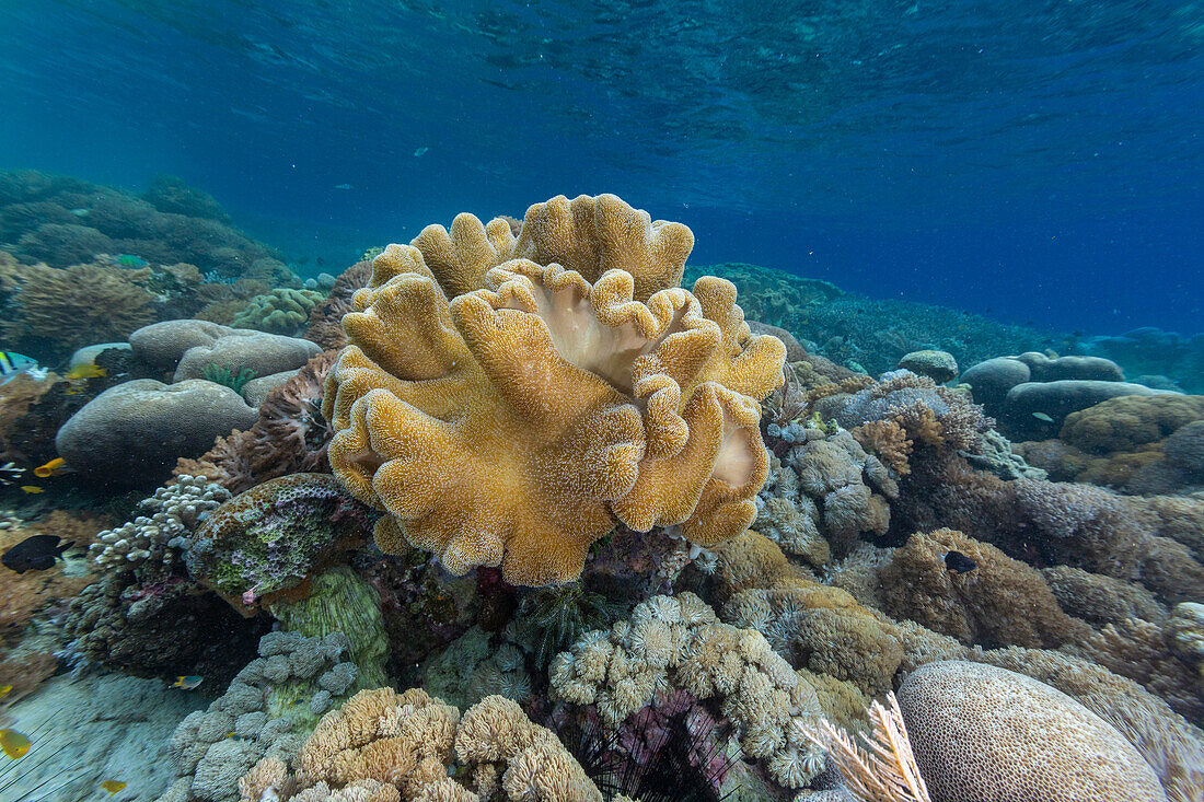 Corals in the crystal clear water in the shallow reefs off Bangka Island, off the northeastern tip of Sulawesi, Indonesia, Southeast Asia, Asia\n