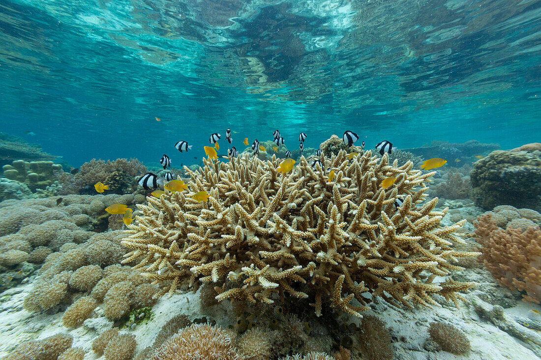 Corals in the crystal clear water in the shallow reefs off Bangka Island, off the northeastern tip of Sulawesi, Indonesia, Southeast Asia, Asia\n