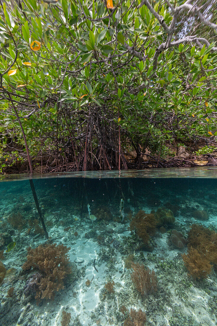 Above/below view of the shallow mangroves off Bangka Island, off the northeastern tip of Sulawesi, Indonesia, Southeast Asia, Asia\n