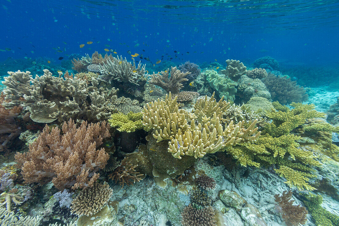 Korallen im kristallklaren Wasser in den flachen Riffen vor der Insel Bangka, vor der nordöstlichen Spitze von Sulawesi, Indonesien, Südostasien, Asien
