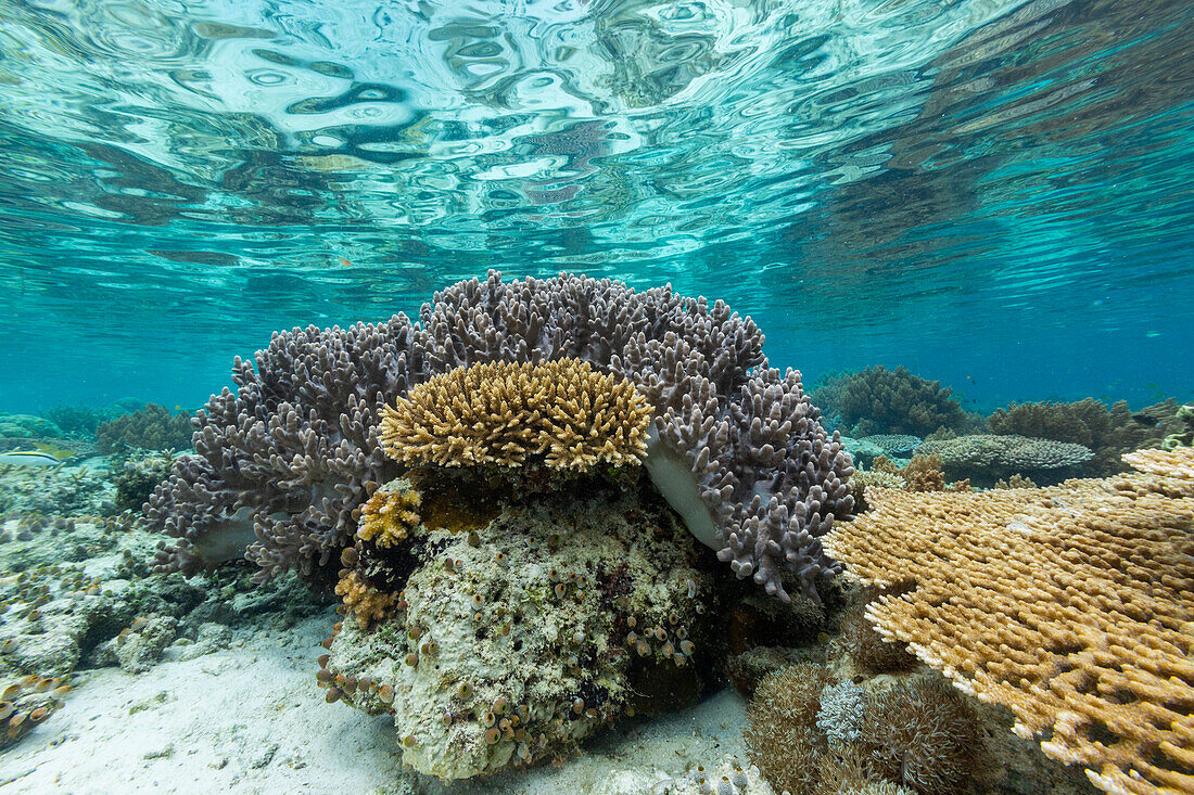 Korallen im kristallklaren Wasser in den flachen Riffen vor der Insel Bangka, vor der nordöstlichen Spitze von Sulawesi, Indonesien, Südostasien, Asien