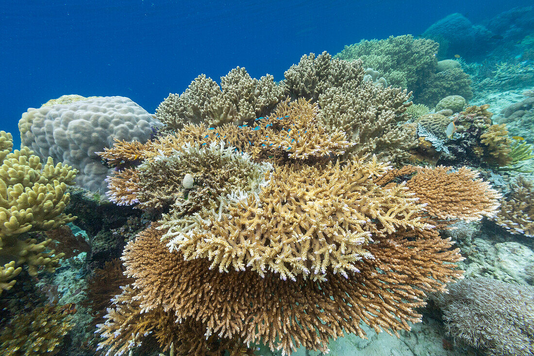 Korallen im kristallklaren Wasser in den flachen Riffen vor der Insel Bangka, vor der nordöstlichen Spitze von Sulawesi, Indonesien, Südostasien, Asien