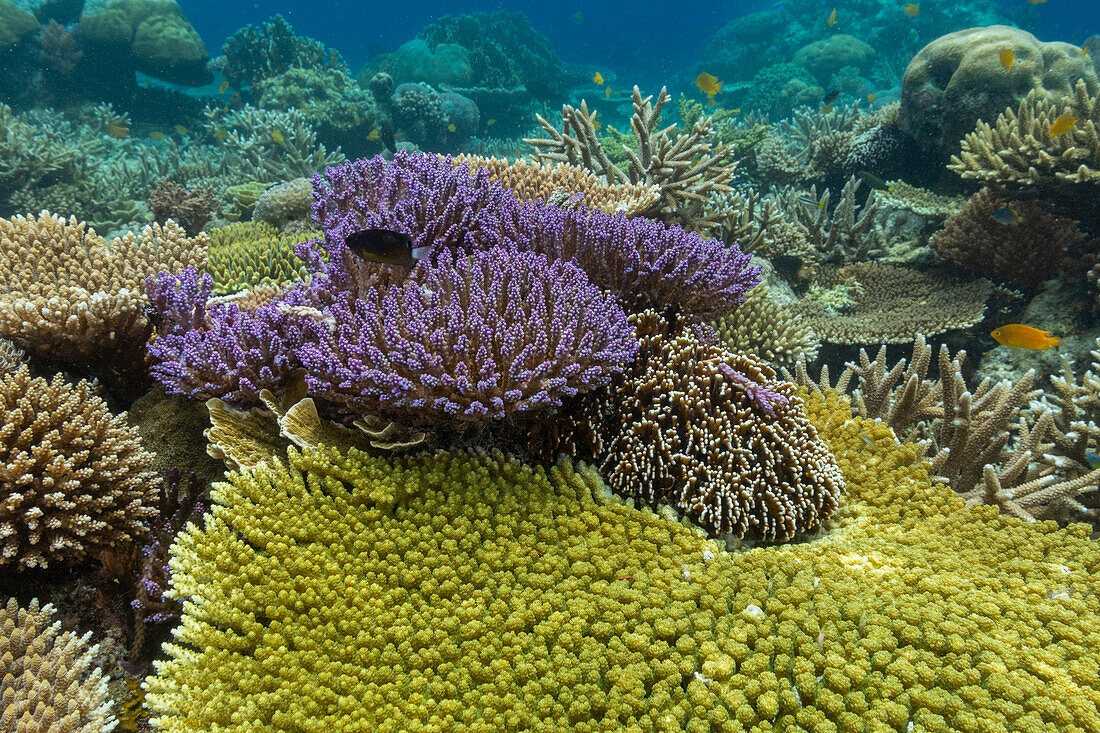 Korallen im kristallklaren Wasser in den flachen Riffen vor der Insel Bangka, vor der nordöstlichen Spitze von Sulawesi, Indonesien, Südostasien, Asien