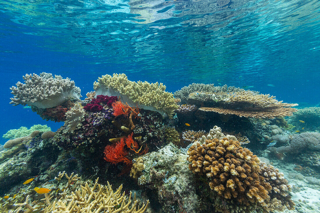 Korallen im kristallklaren Wasser in den flachen Riffen vor der Insel Bangka, vor der nordöstlichen Spitze von Sulawesi, Indonesien, Südostasien, Asien