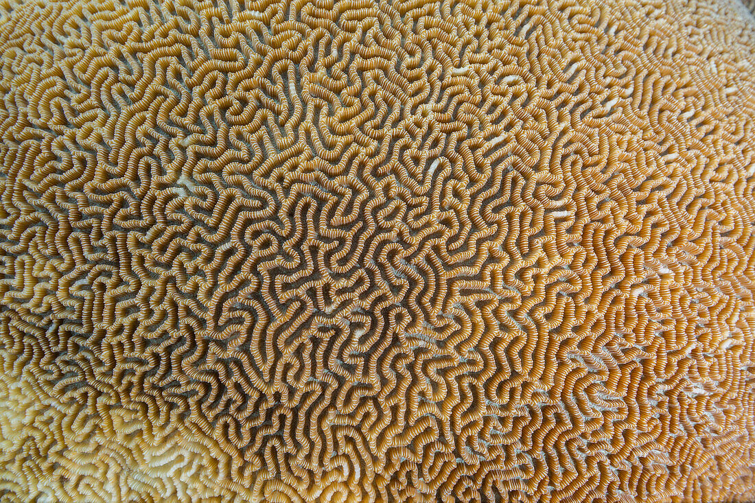 Nahaufnahme einer Koralle im kristallklaren Wasser in den flachen Riffen vor der Insel Bangka, vor der nordöstlichen Spitze von Sulawesi, Indonesien, Südostasien, Asien