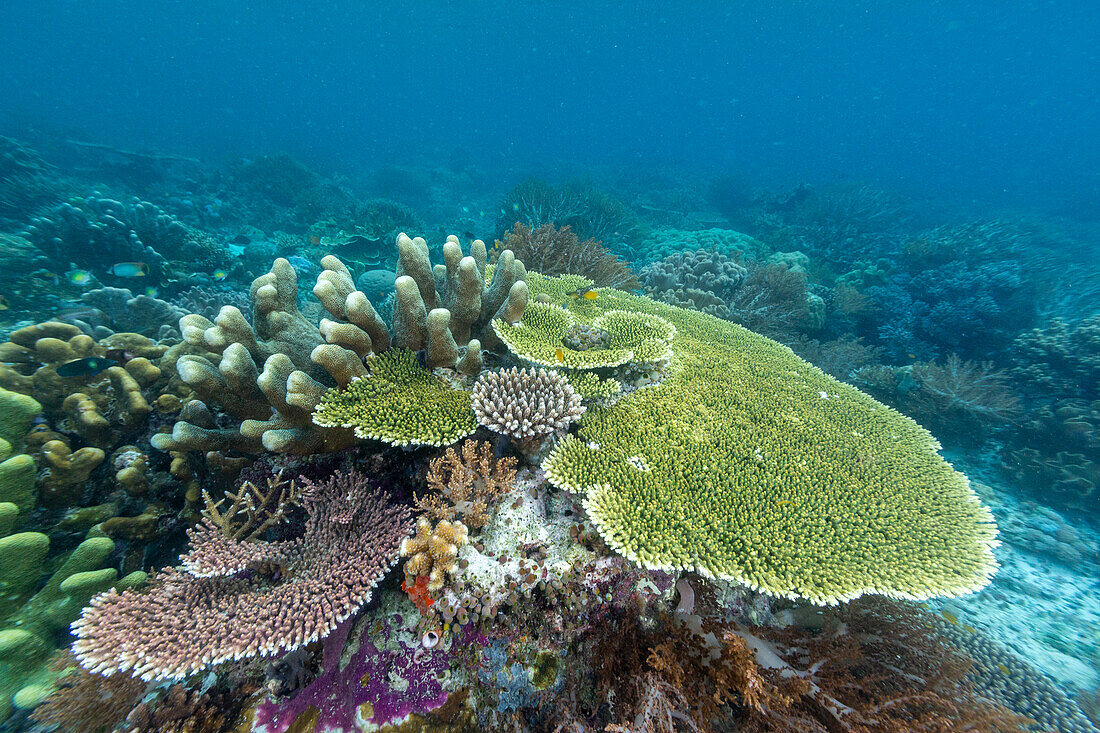 Corals in the crystal clear water in the shallow reefs off Bangka Island, off the northeastern tip of Sulawesi, Indonesia, Southeast Asia, Asia\n