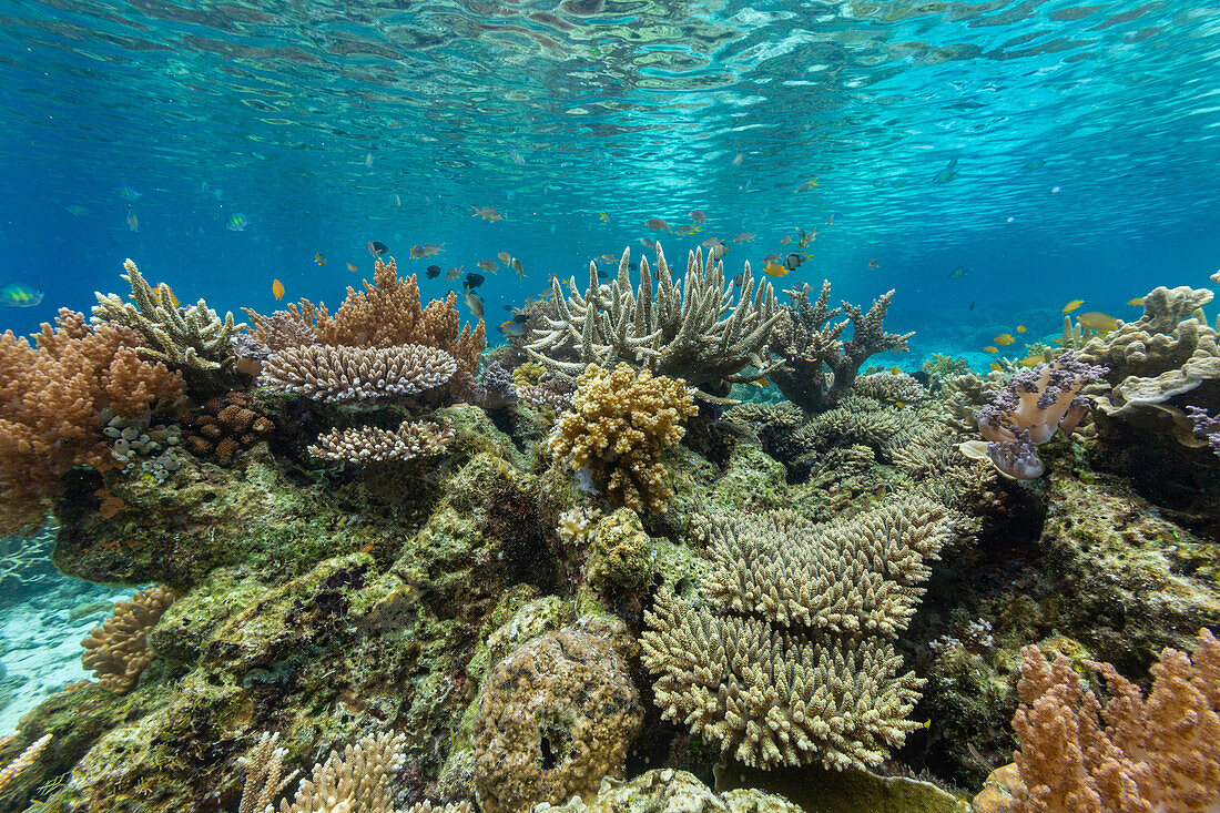 Korallen im kristallklaren Wasser in den flachen Riffen vor der Insel Bangka, vor der nordöstlichen Spitze von Sulawesi, Indonesien, Südostasien, Asien