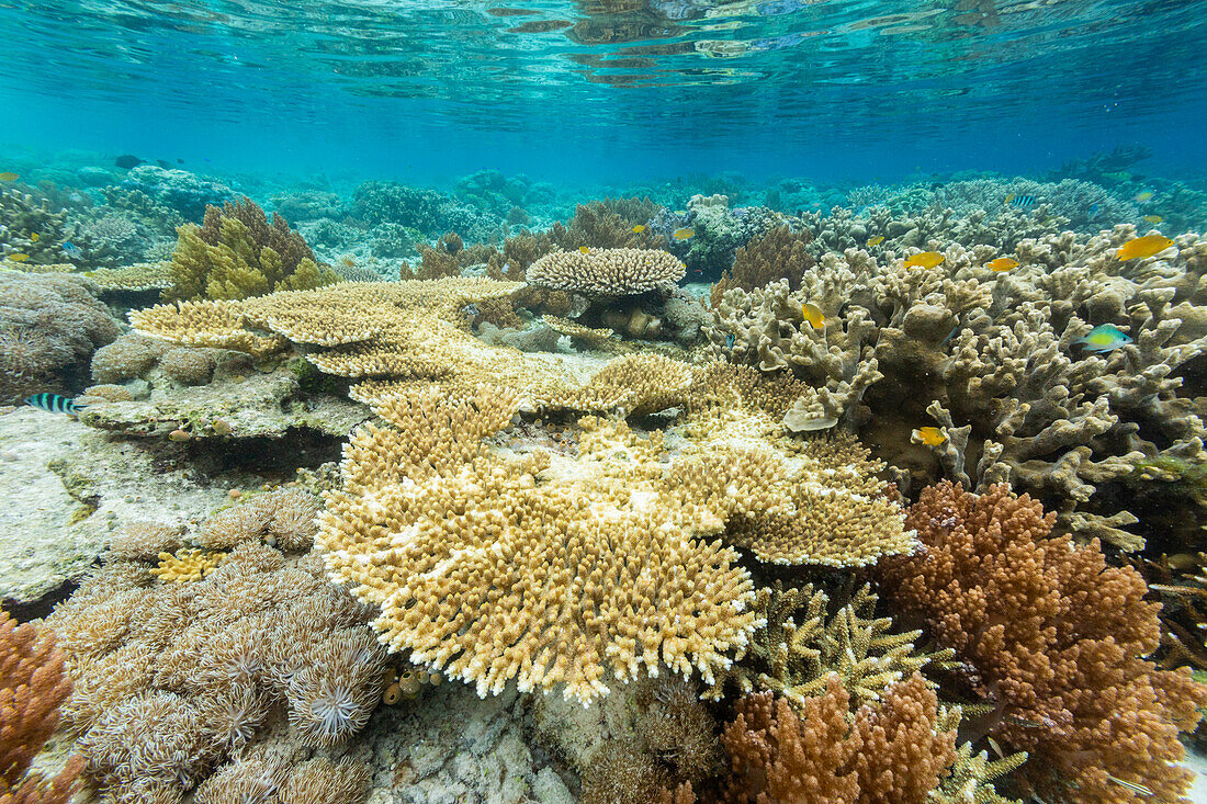 Corals in the crystal clear water in the shallow reefs off Bangka Island, off the northeastern tip of Sulawesi, Indonesia, Southeast Asia, Asia\n