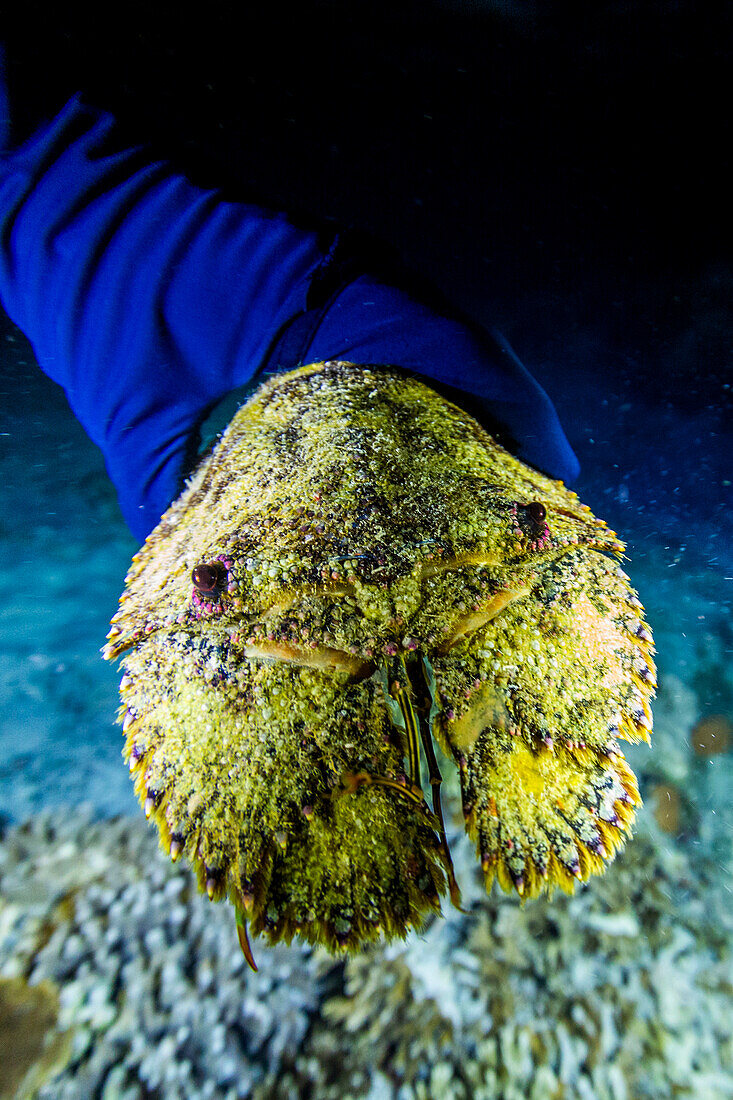 An adult sculptured slipper lobster (Parribacus antarcticus), encountered on a night dive on Arborek Reef, Raja Ampat, Indonesia, Southeast Asia, Asia\n