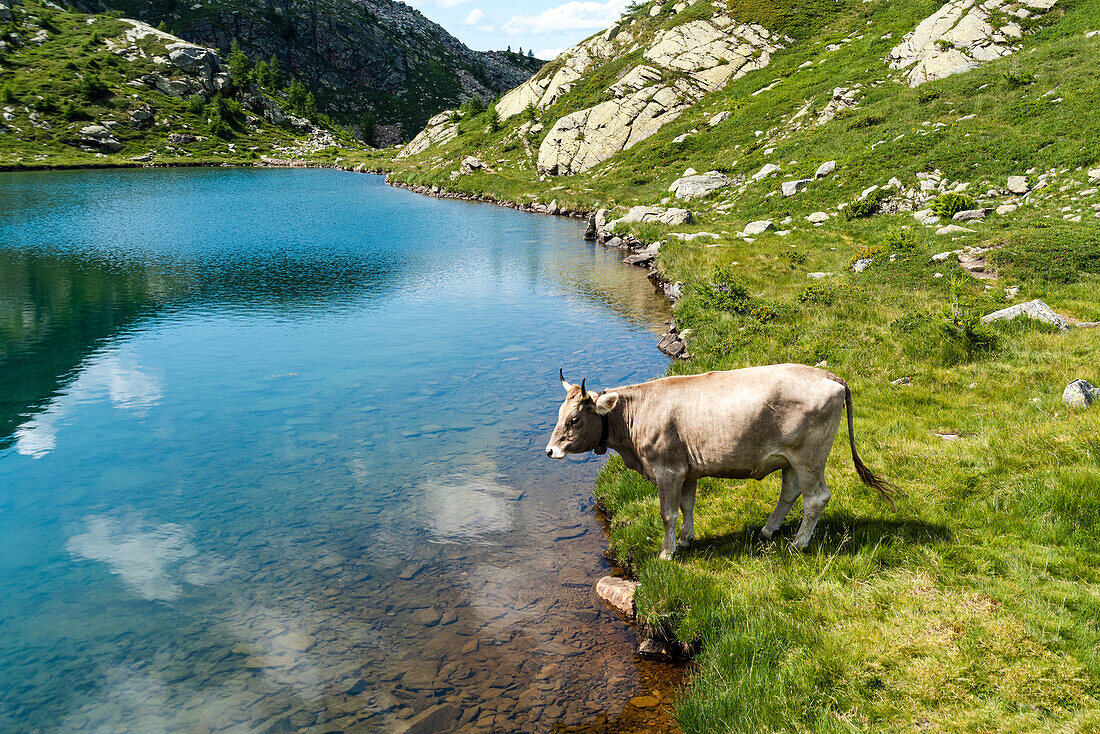 Cow in the Alps by a pristine turquoise blue mountain lake, Tschawinersee, Zwischbergen, Valais, Switzerland, Europe\n