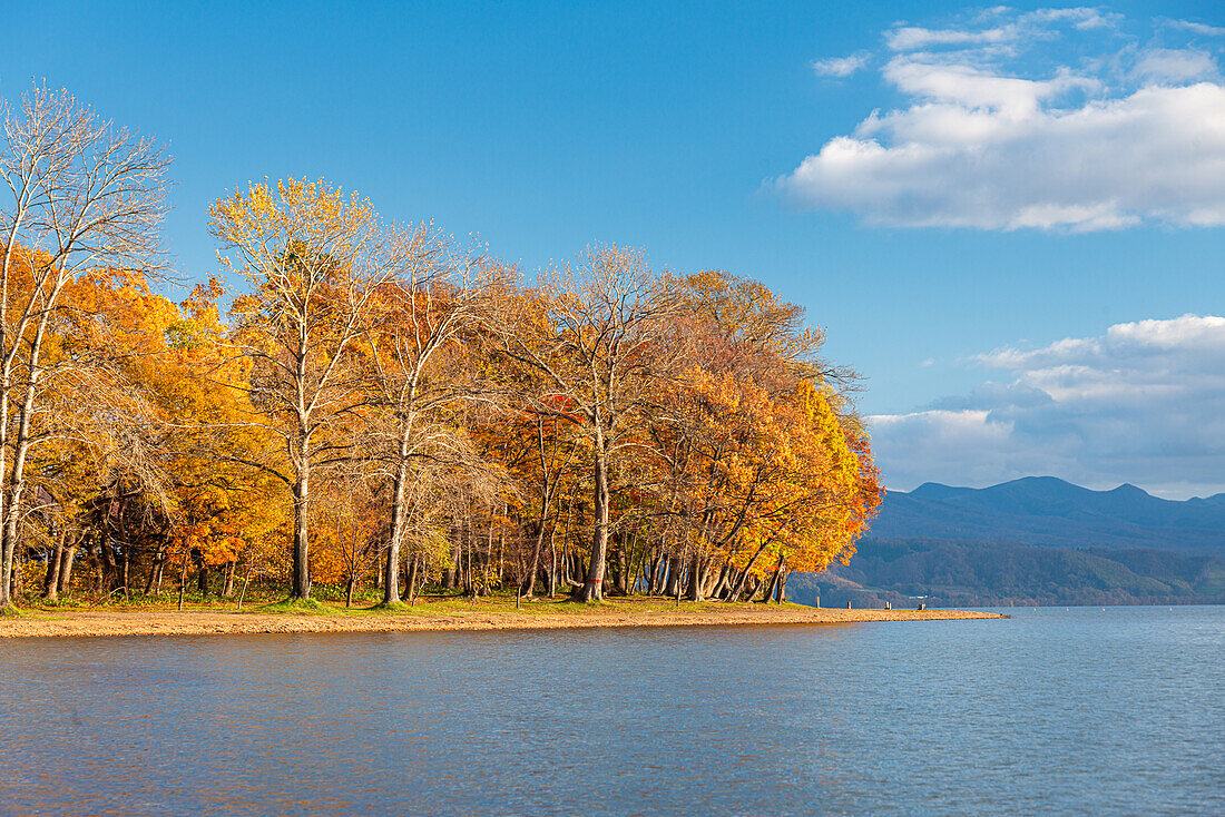 Leuchtende Herbstfarben auf dem Toya-See, vulkanischer See mit Bäumen am Sandstrand, Abuta, Hokkaido, Japan, Asien