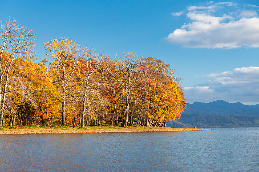 Vibrant autumn colors on Lake Toya, volcanic lake with trees on a sandy shore, Abuta, Hokkaido, Japan, Asia\n