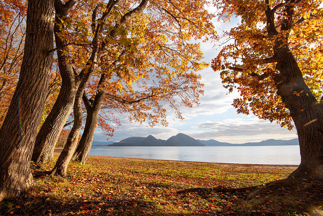 View of Lake Toya, framed by autumn trees in the evening, and volcanic island in the middle of the lake, Abuta, Hokkaido, Japan, Asia\n