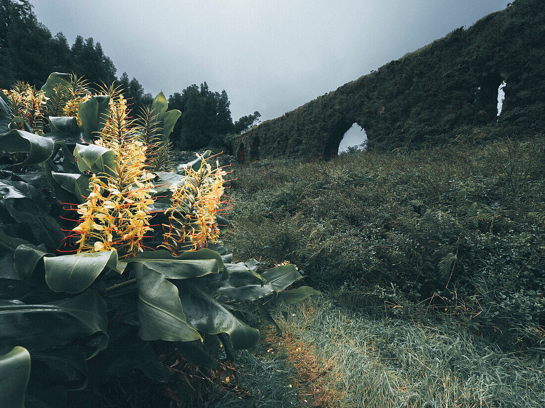 Ginger lilies in flower and Aqueduto do Carvao (aqueduct) in the background, Sao Miguel island, Azores Islands, Portugal, Atlantic, Europe\n