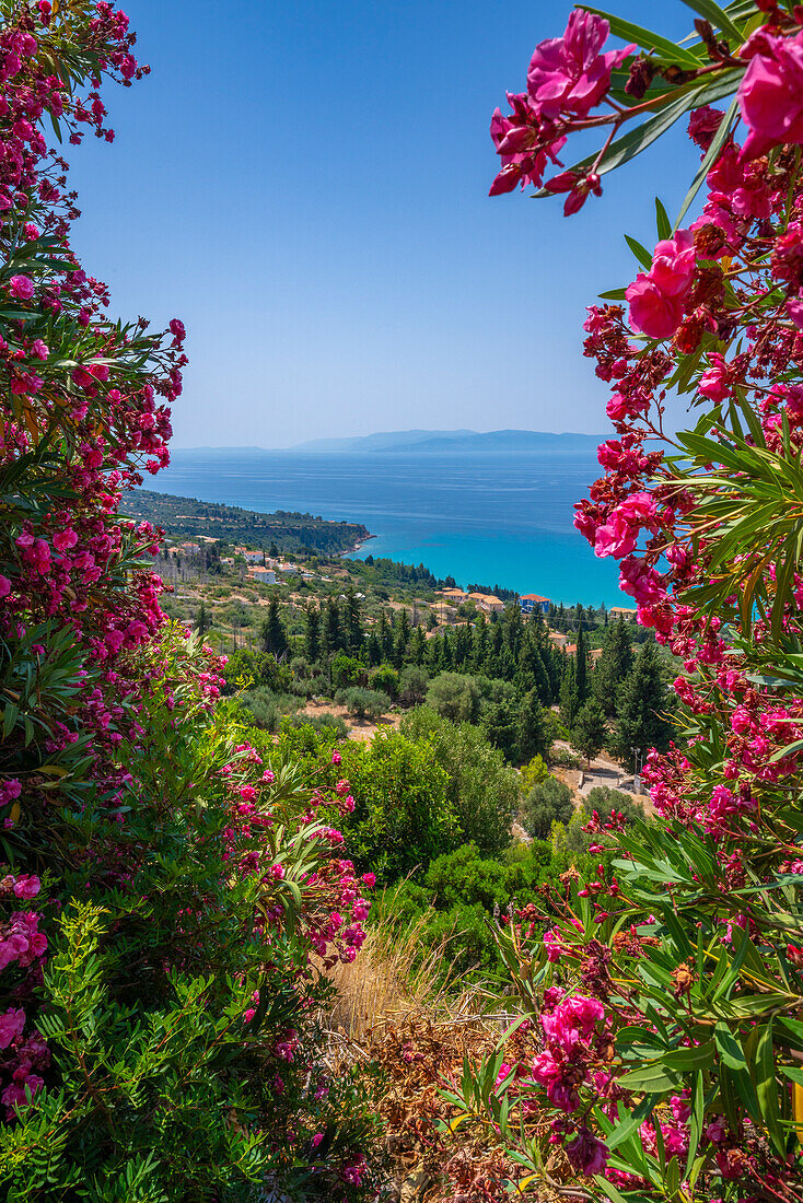 View of olive groves and coastline near Lourdata, Kefalonia, Ionian Islands, Greek Islands, Greece, Europe\n