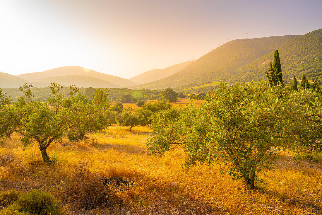 View of olive groves near Poulata, Kefalonia, Ionian Islands, Greek Islands, Greece, Europe\n