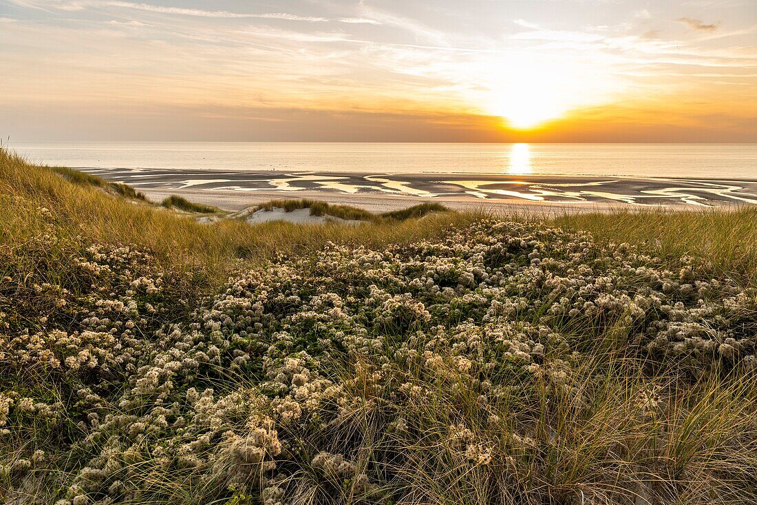 France, Somme, Fort-Mahon, The dunes between Fort-Mahon and the bay of Authie at sunset\n