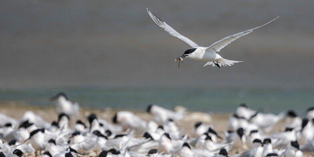 France, Somme, Baie de Somme, Cayeux sur Mer, the Hable d'Ault regularly hosts a colony of Sandwich Terns (Thalasseus sandvicensis ) for the breeding season\n