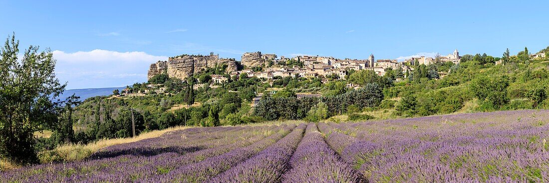 Frankreich, Vaucluse, regionales Naturschutzgebiet Luberon, Saignon, blühendes Lavendelfeld am Fuße des Dorfes