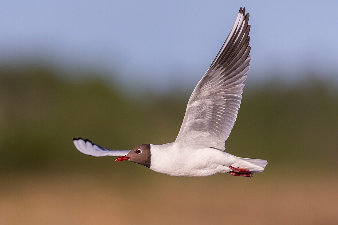 France, Somme, Baie de Somme, Le Crotoy, The Marsh du Crotoy welcomes each year a colony of Black-headed Gull (Chroicocephalus ridibundus), which come to nest and reproduce on islands in the middle of the ponds\n