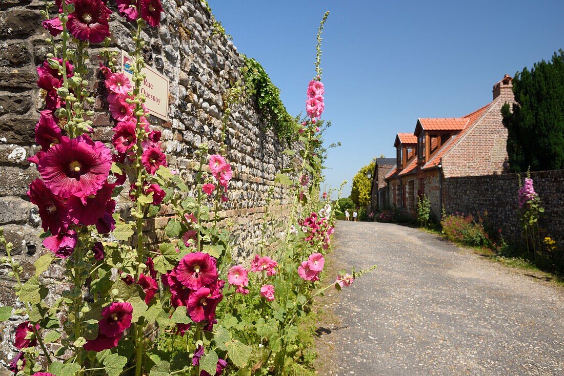 France, Somme, Saint Valery sur Somme, alleys flowered by the herbarium of the ramparts\n